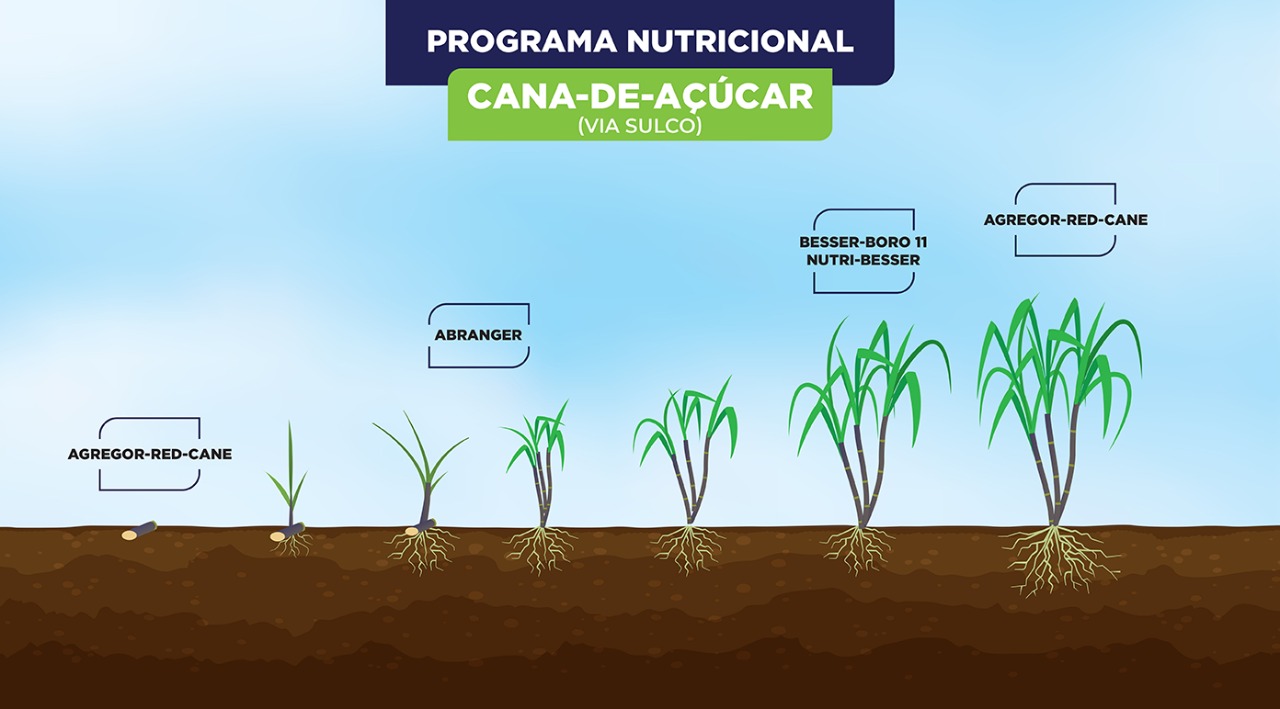 Cana-de-açúcar